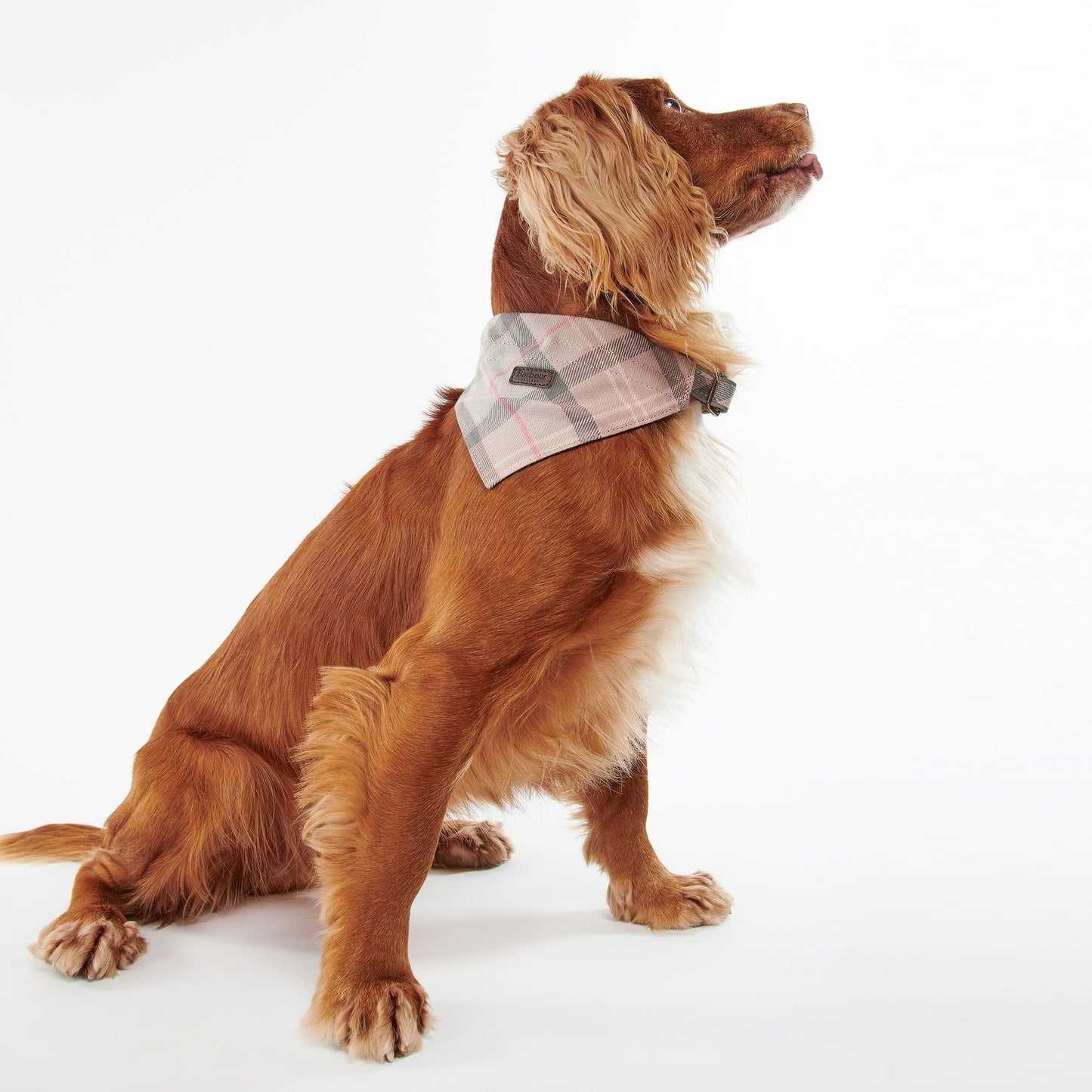Tartan Dog Bandana