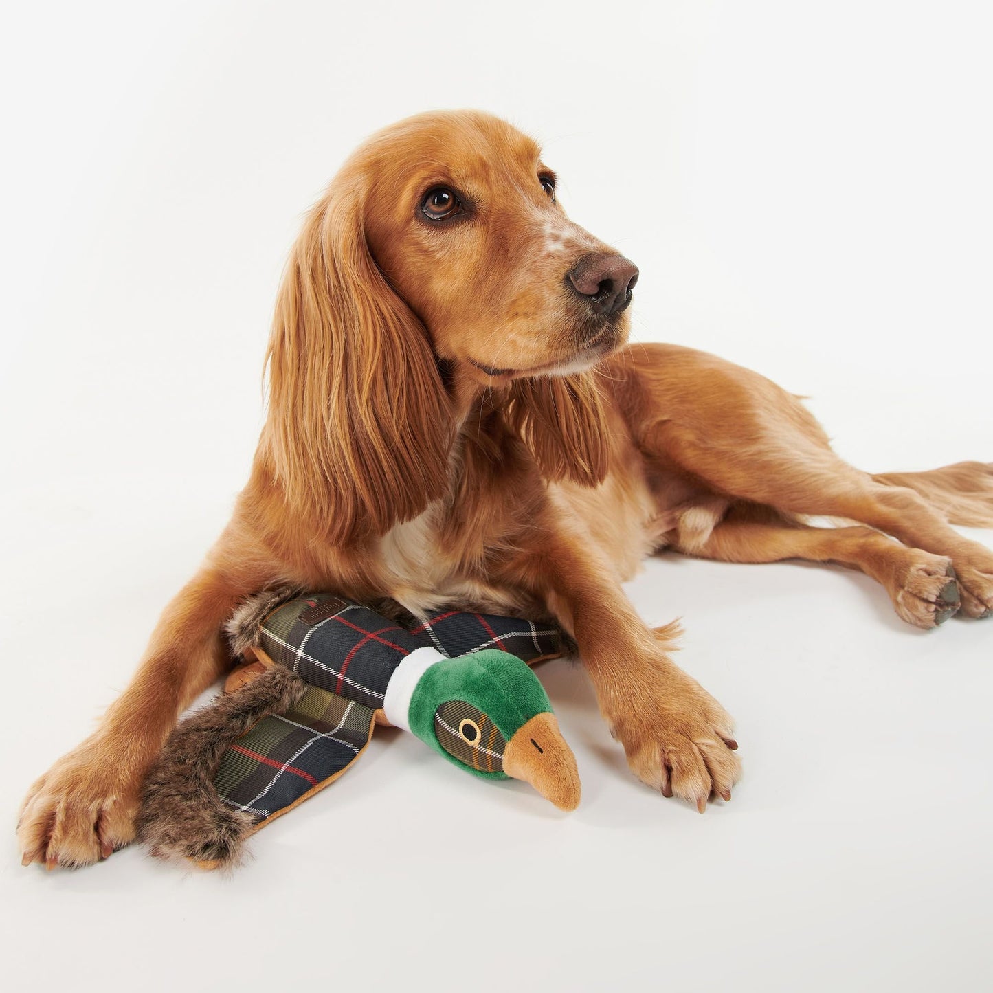 Barbour Pheasant Dog Toy