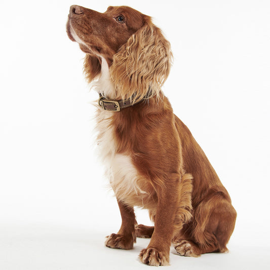 Leather Dog Collar