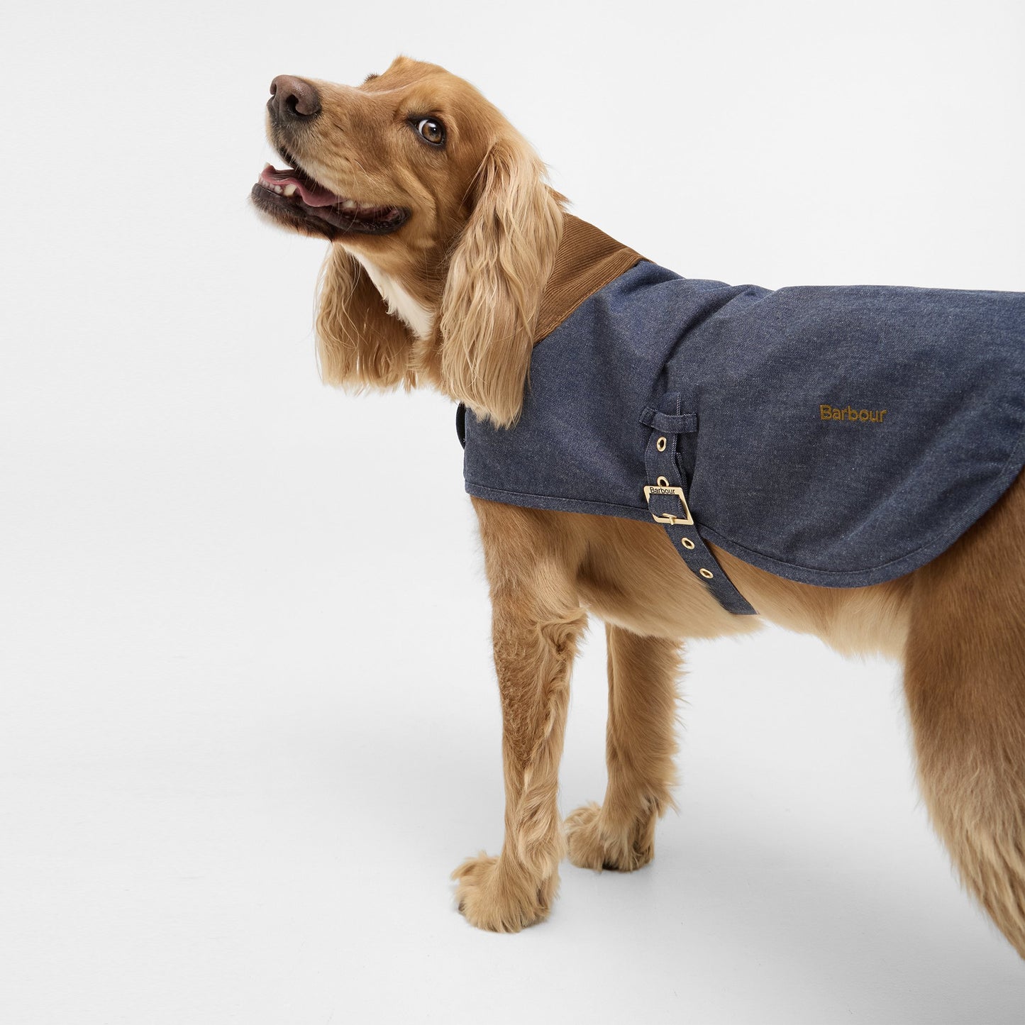 Denim Drywax Dog Coat