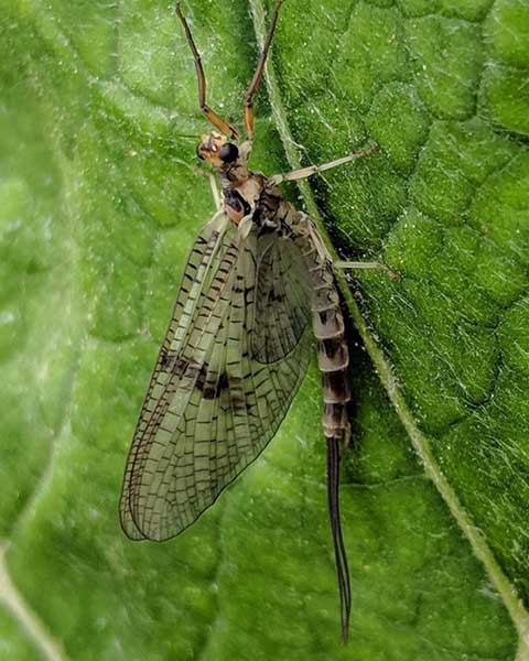 The Mayfly season beckons