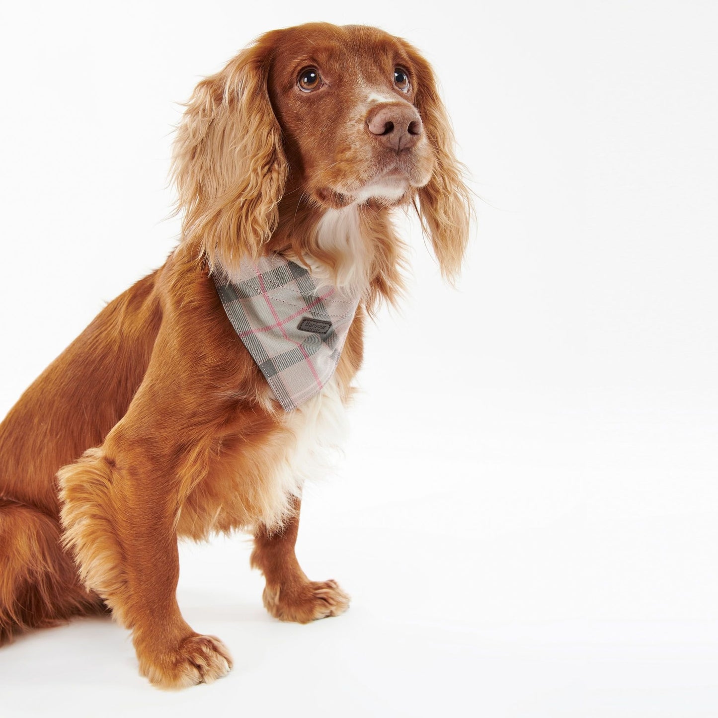 Tartan Dog Bandana