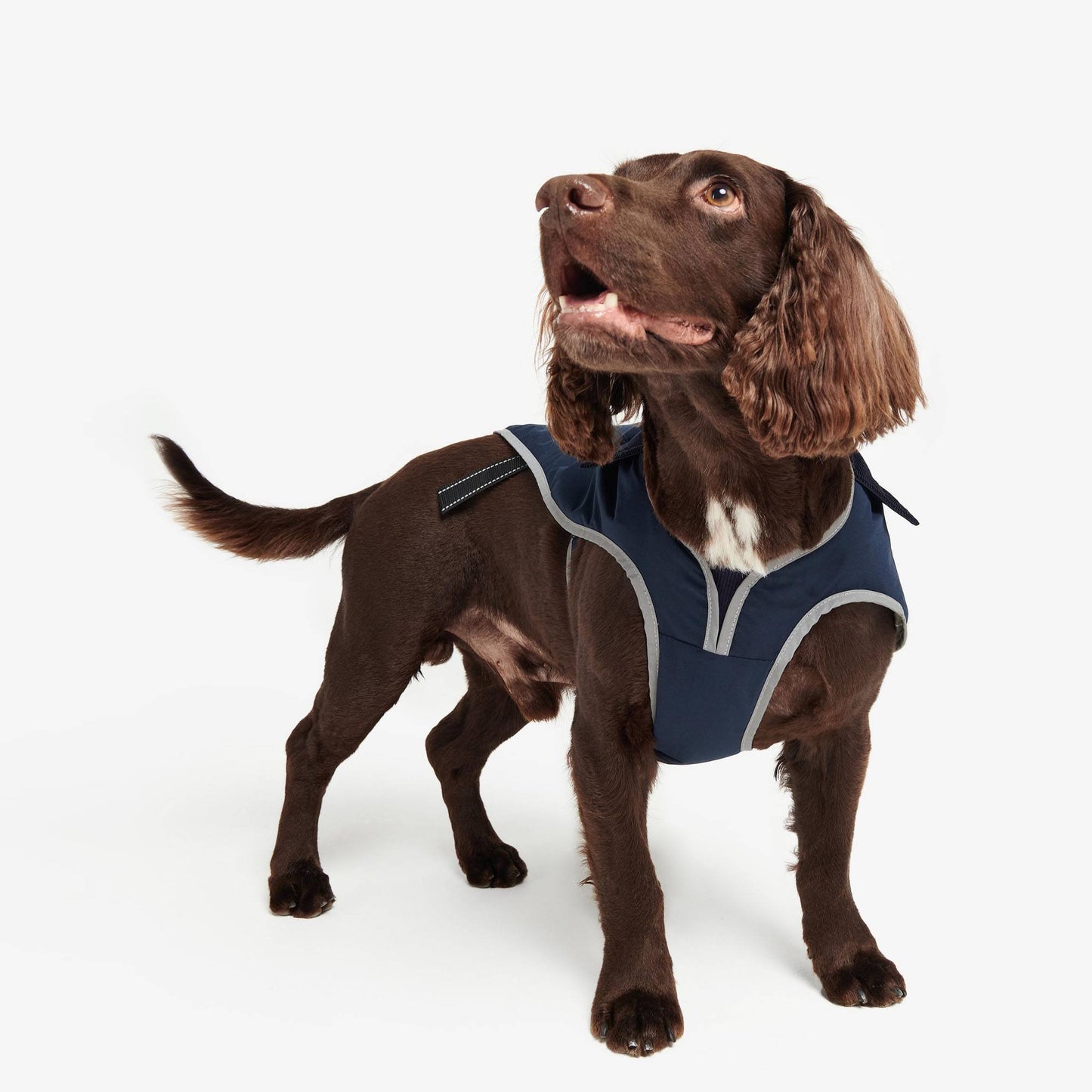 Monmouth Waterproof Dog Coat