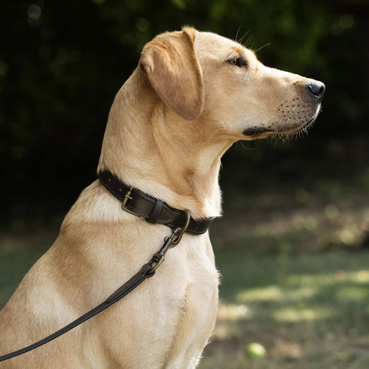 Axel Leather Dog Collar