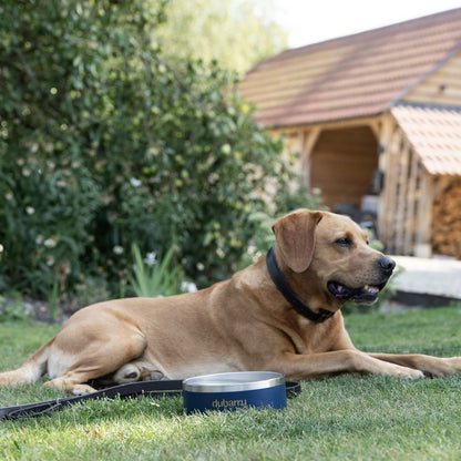 Archie Steel Dog Bowl