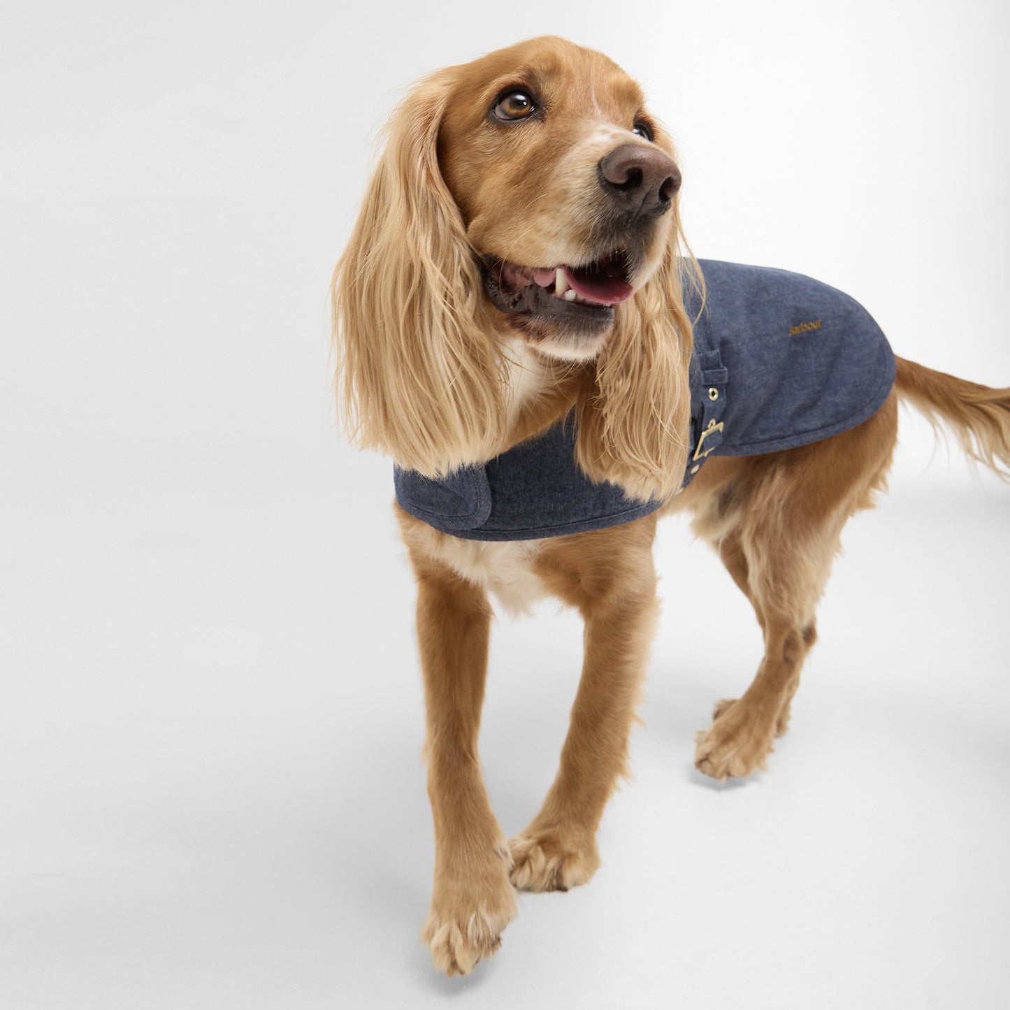 Denim Drywax Dog Coat