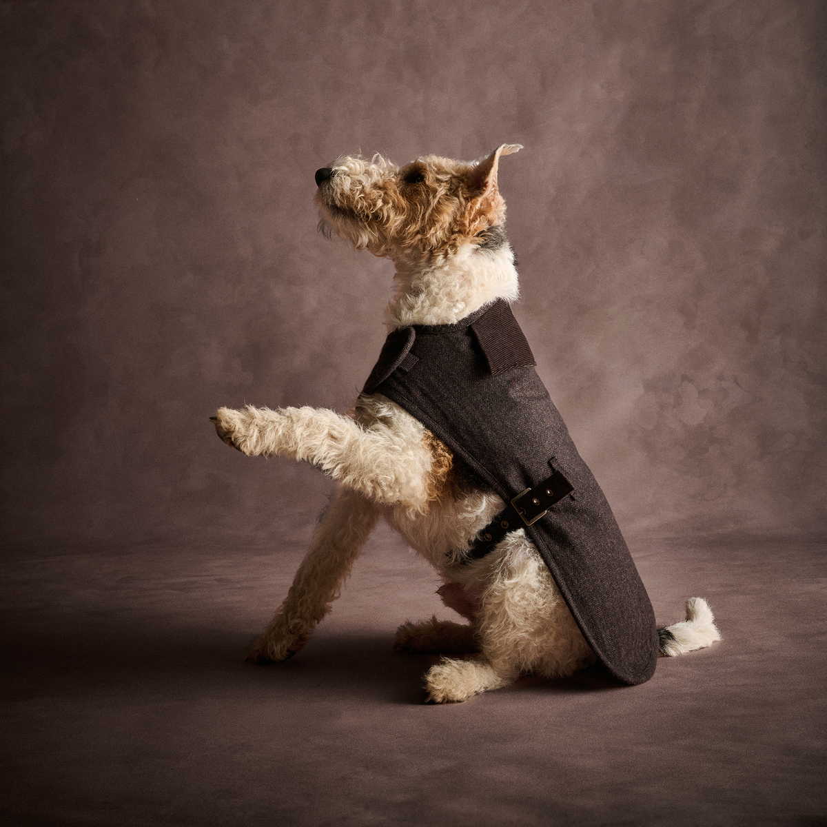 Barlow Tweed Dog Coat