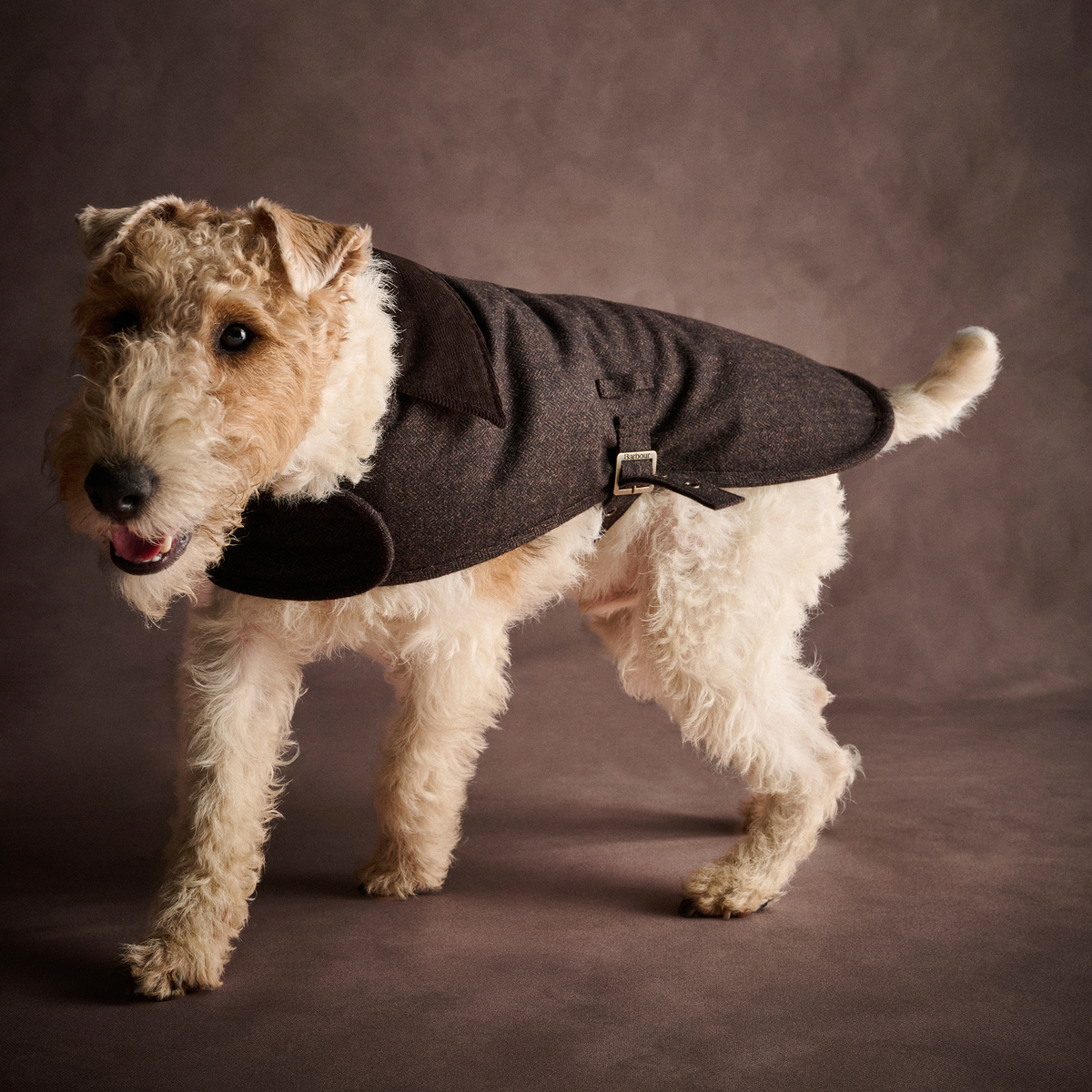Barlow Tweed Dog Coat