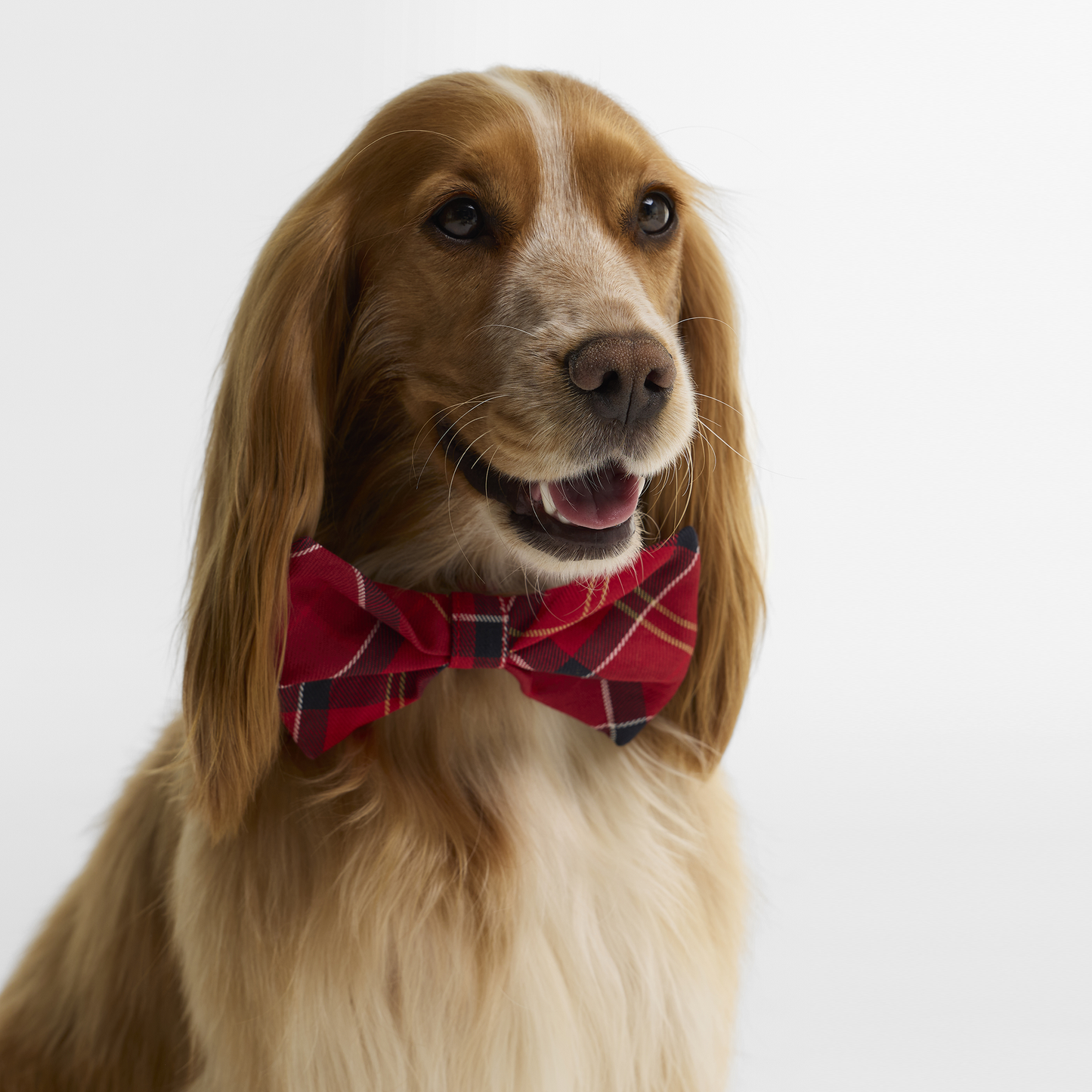 Tartan Dog Bow Tie
