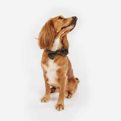Tartan Dog Bow Tie