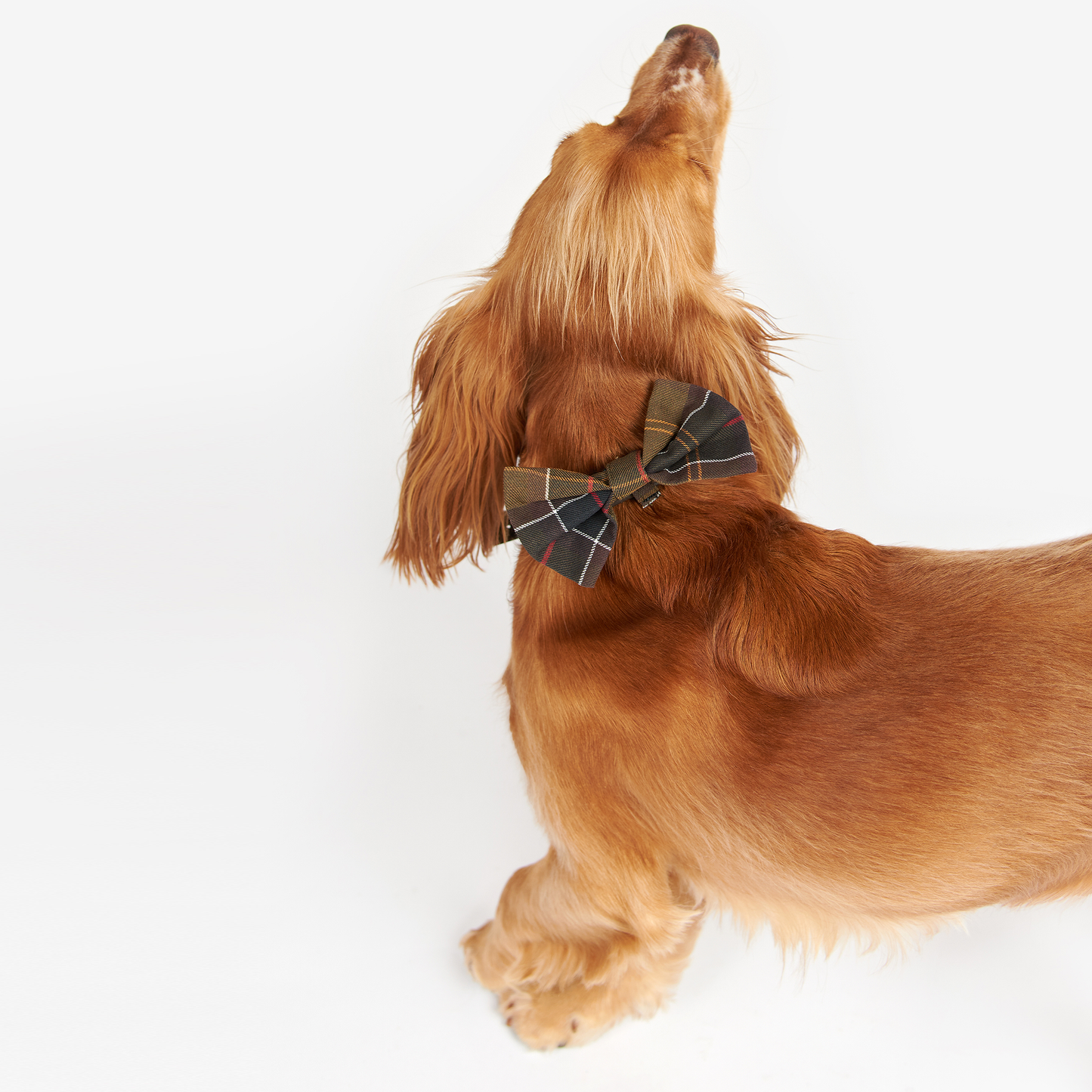 Tartan Dog Bow Tie
