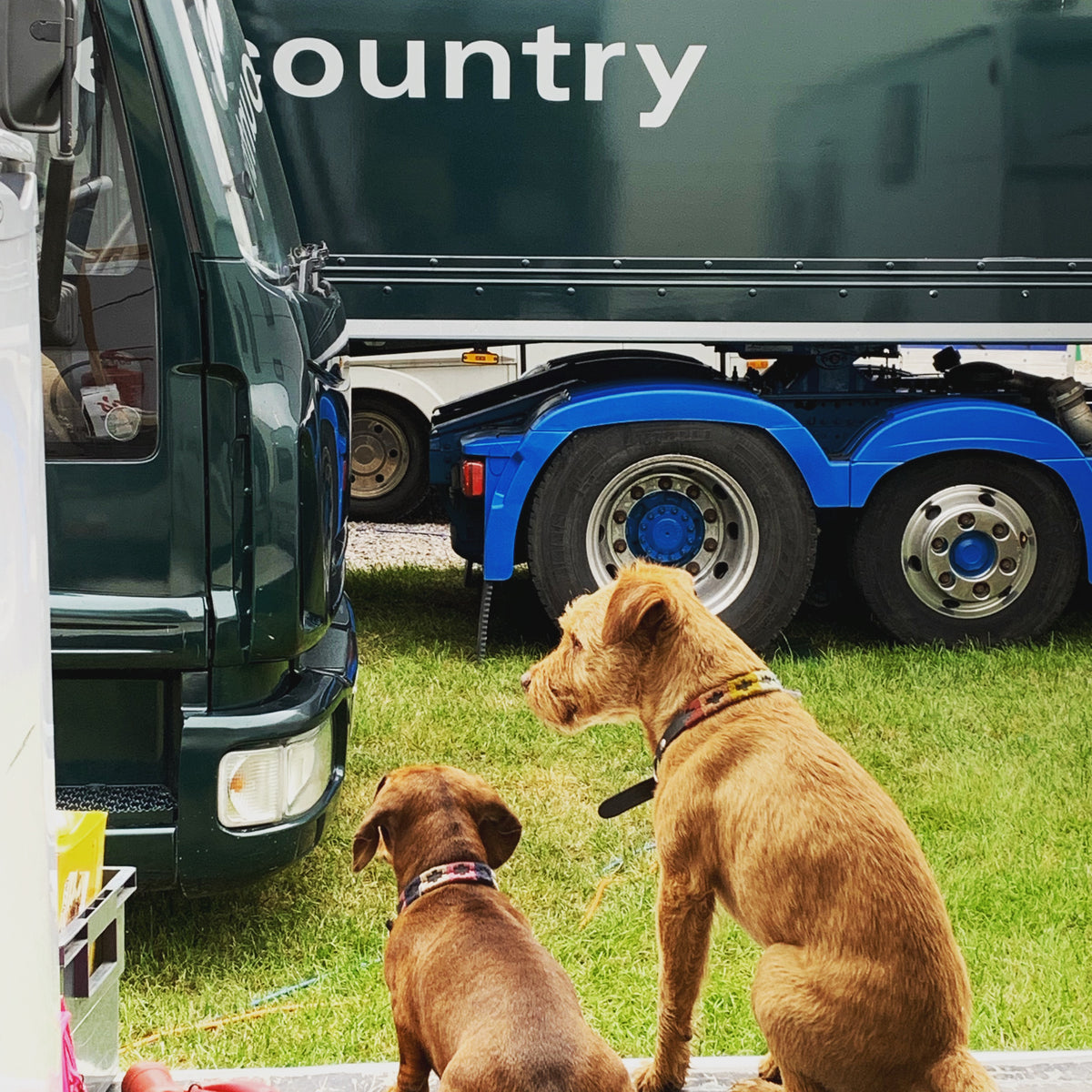 Doris and Smedley sat on the back of the lorry keeping an eye on proceedings at a country show.