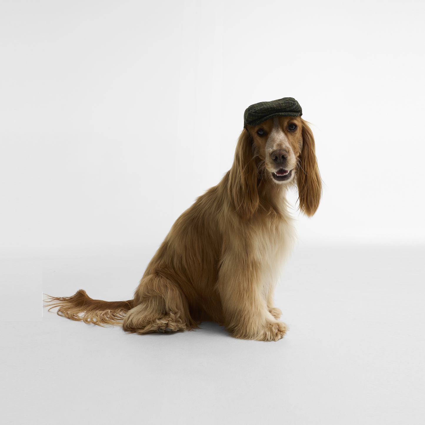 Wilkin Dog Flat Cap